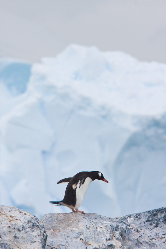 Gentoo Penguin